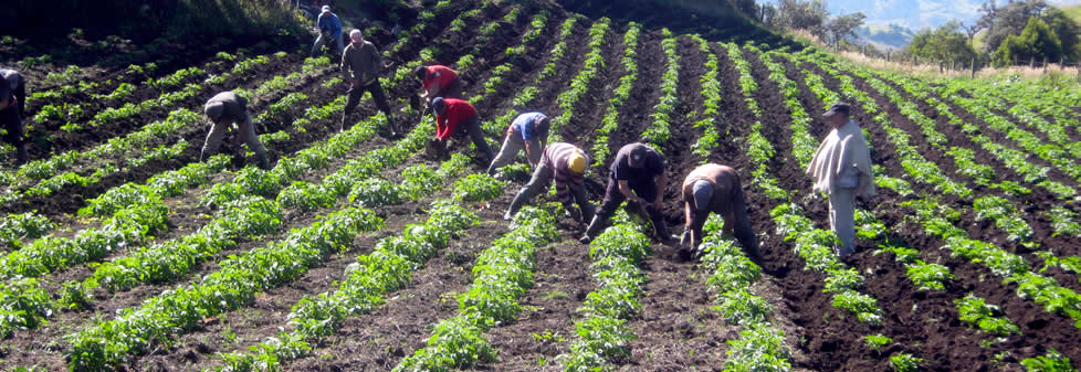 Agricultura Colombiana 8436